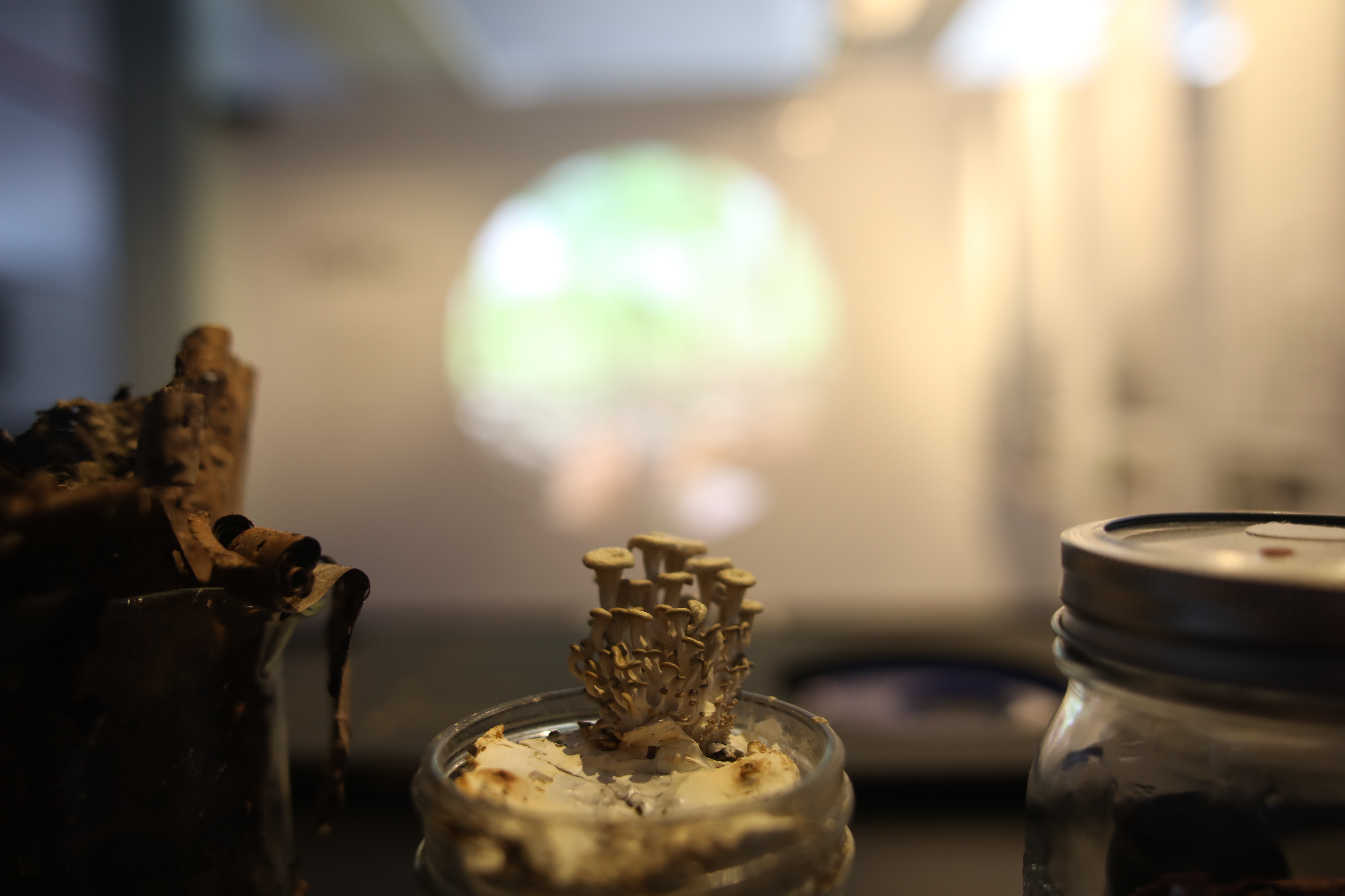 little mushroom growing from a jar on a table