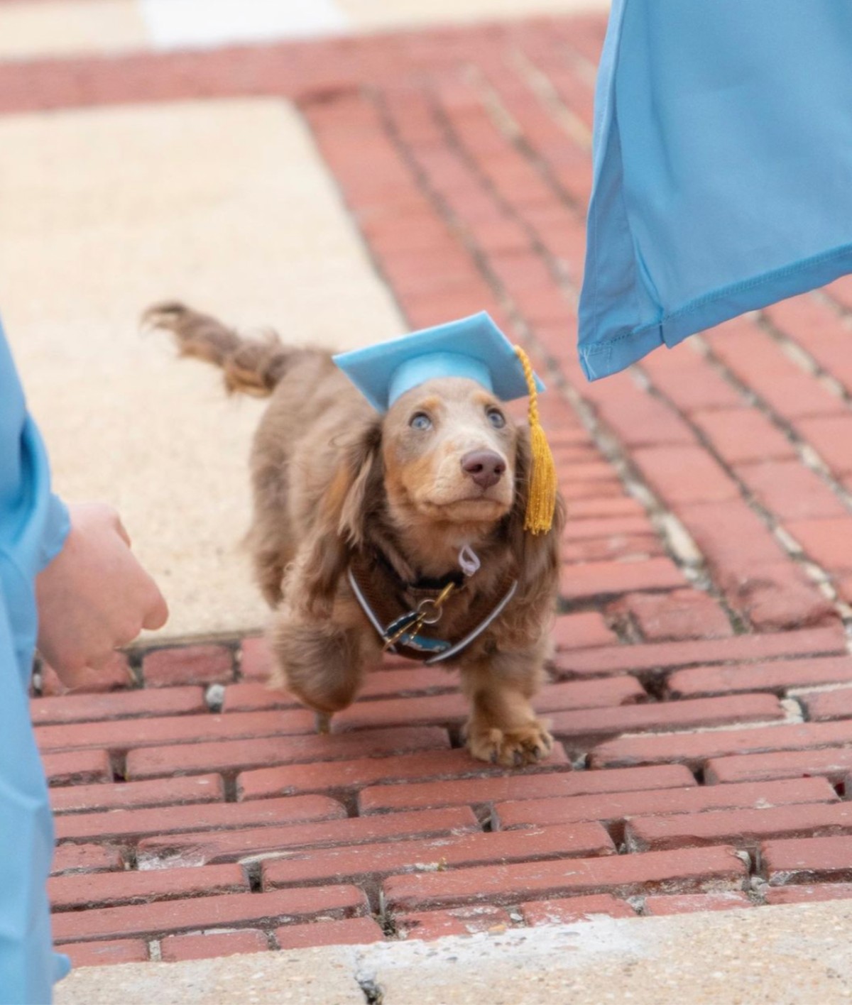 Dog at Convocation